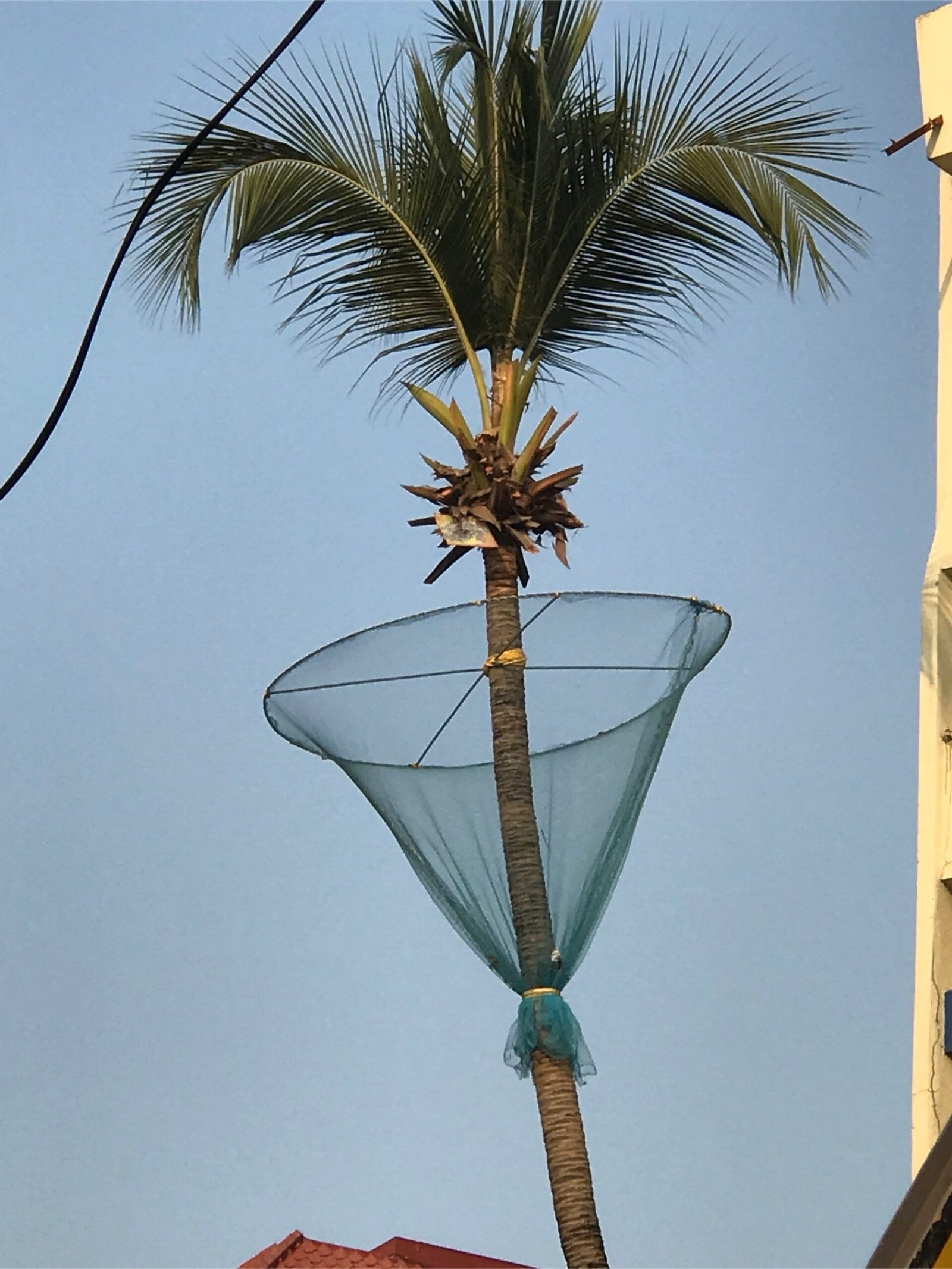Coconut Tree Safety Nets2