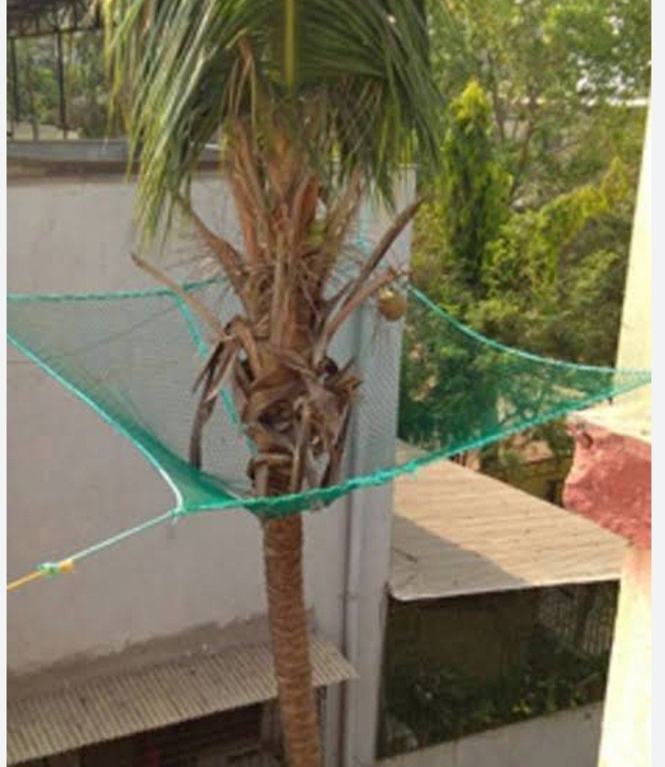 Coconut Tree Safety Nets4