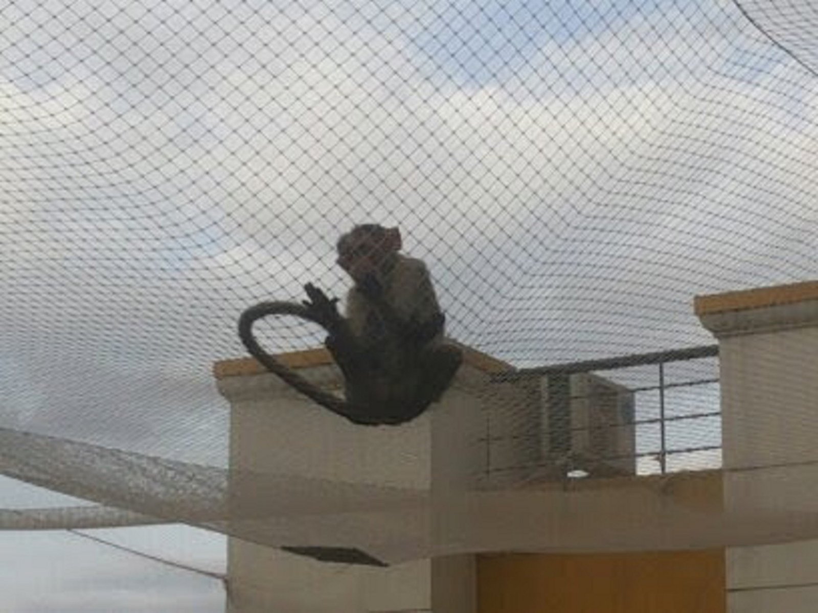 Monkey Safety Nets4